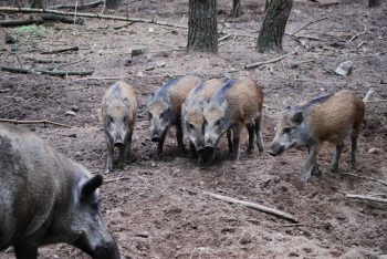 Vildsvinsskador spås öka kraftigt under juli månad