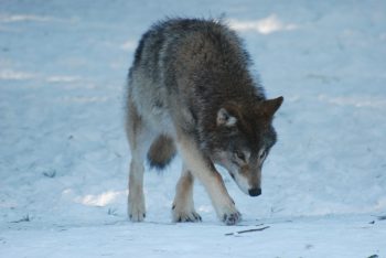 Närgången varg får fällas i Finland