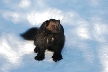 Problem med järv i Jämtland