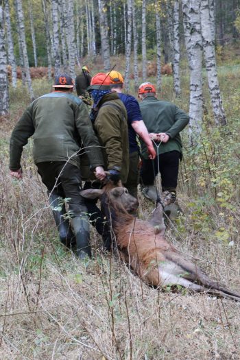 Rådjursjakt med beagle