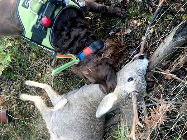 Eftersöksjägare Hund Jakthund
