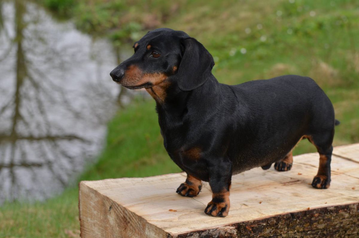 hund