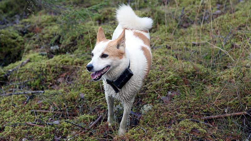 Norrbottenspets