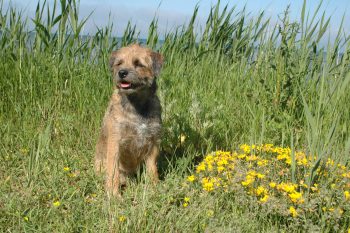 hund
