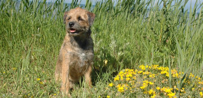 hund