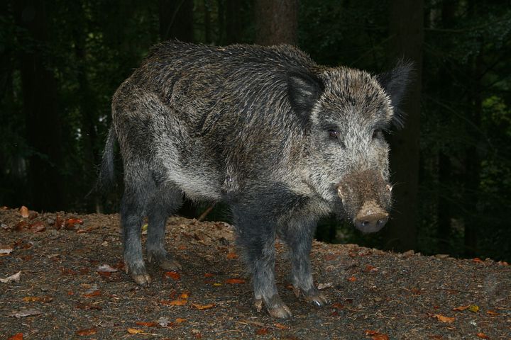 vildsvin